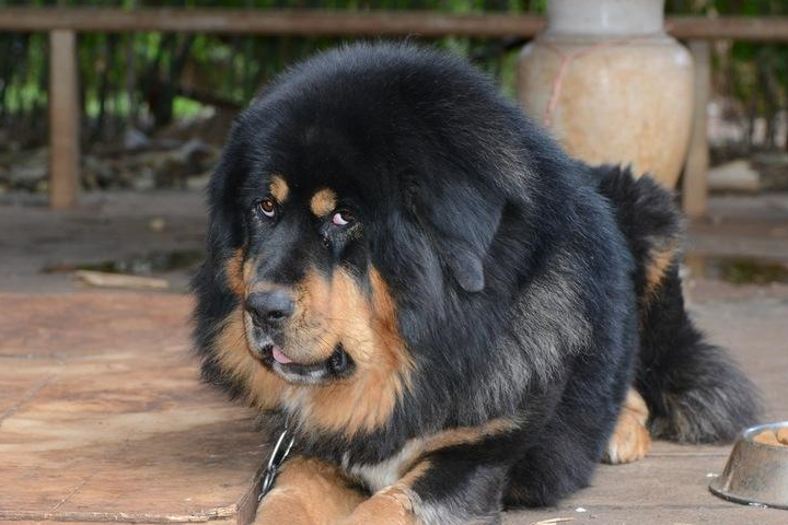 性格最"虎"的5种狗,图3懒且丑还傻,喜欢养的人却不少_丑萌_智商_不