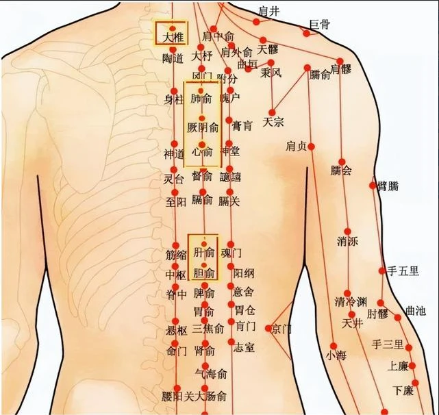 腋下大筋位置图图片