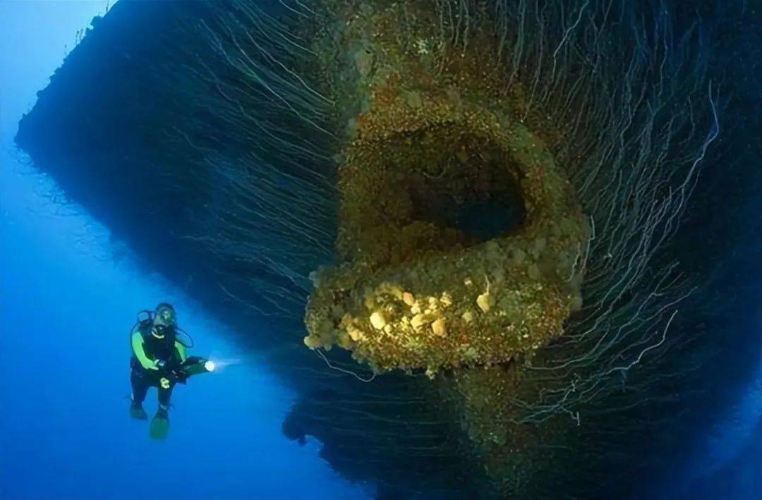 马里亚纳海沟恐怖生物图片