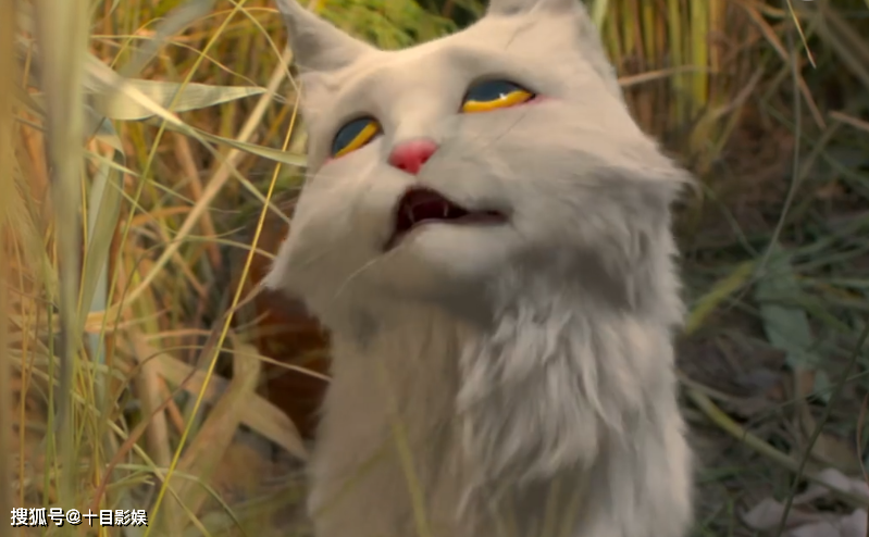 大理寺少卿游陈拾结局,认字儿一箩筐,养好大狸子,夫复何求_什么_猫猫