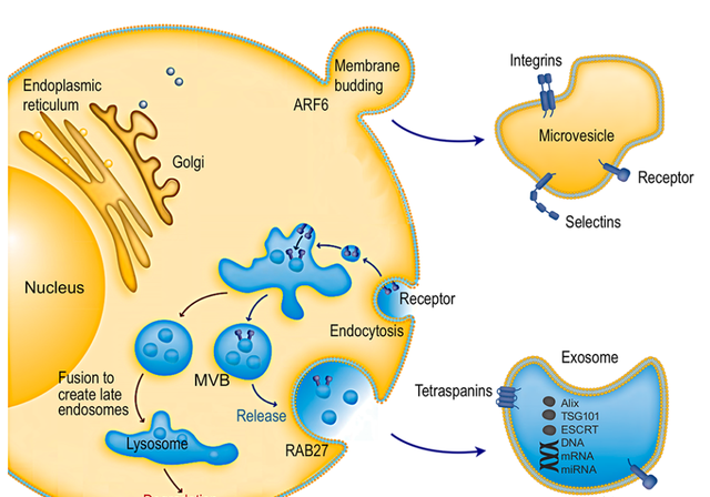 人体中的每个细胞(大部分)都会分泌这些充满遗传物质,脂质,蛋白质