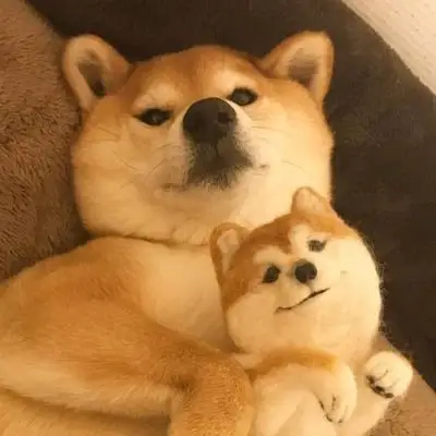 狗狗可以拒绝,「狗狗的上瘾棒棒糖」对于养宠人来说还有个特别的称呼