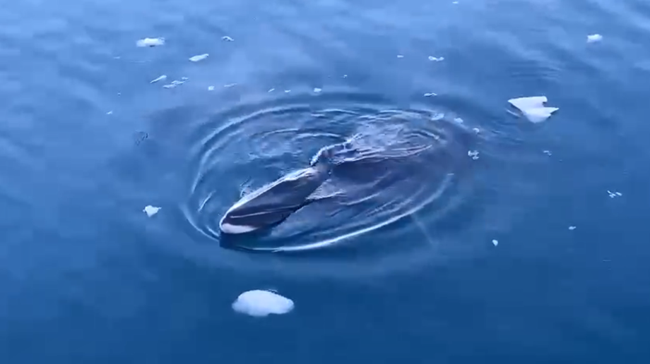 5000万年演变,鲸鱼如何在海洋中歌唱?_研究_歌声_进行