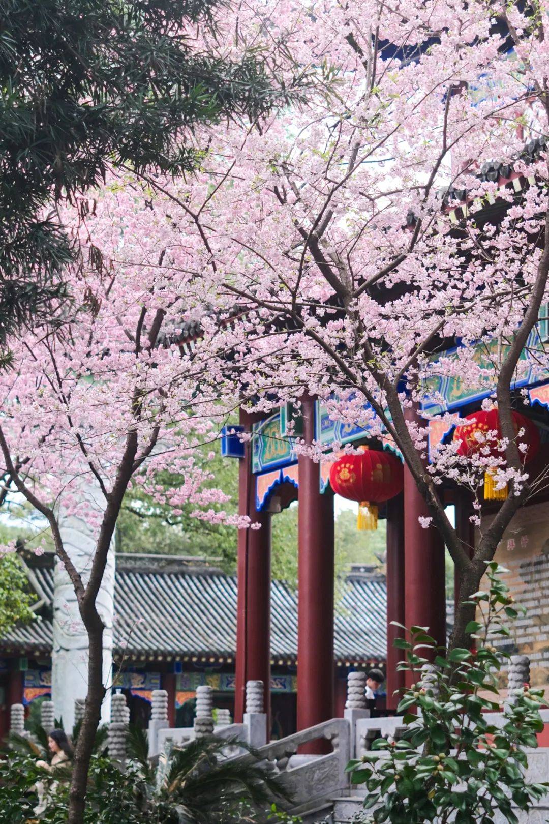 张琦_摄影_lolita