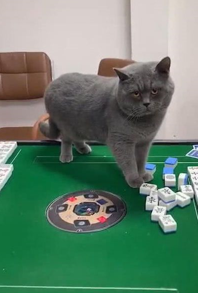 猫咪一整晚没睡,看主人打麻将,熬夜的样子像极了现在的年轻人!