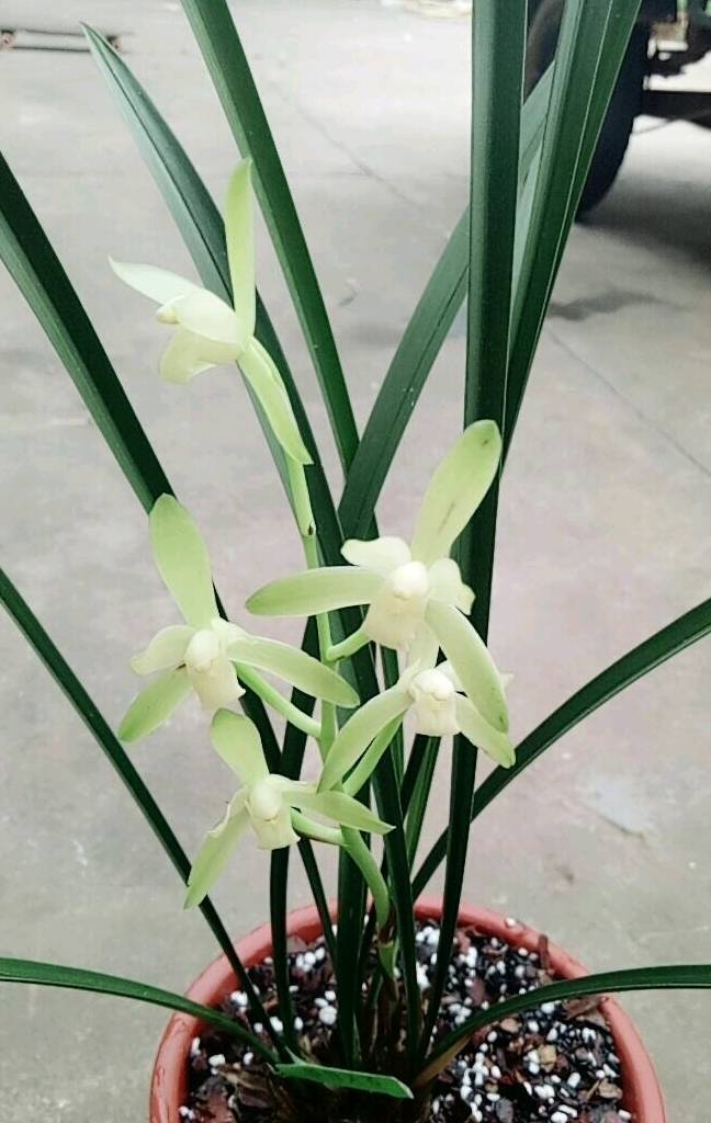 花色清雅,花香幽淳,开花勤快,好养易活,这种兰花,适合新手养_铁骨