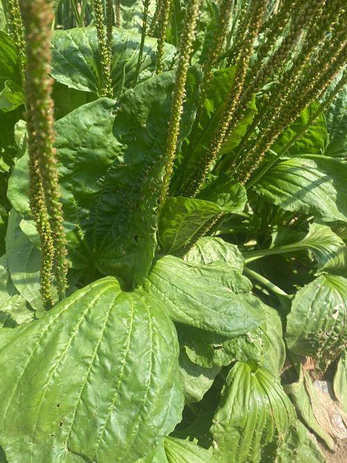 车前草做羊饲料适口性怎么样?_口感_羊群_质地