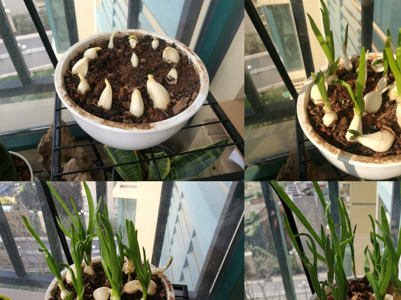 媳妇把发芽大蒜种到土里,竟然长成这样!掐几根做成菜,真好吃!