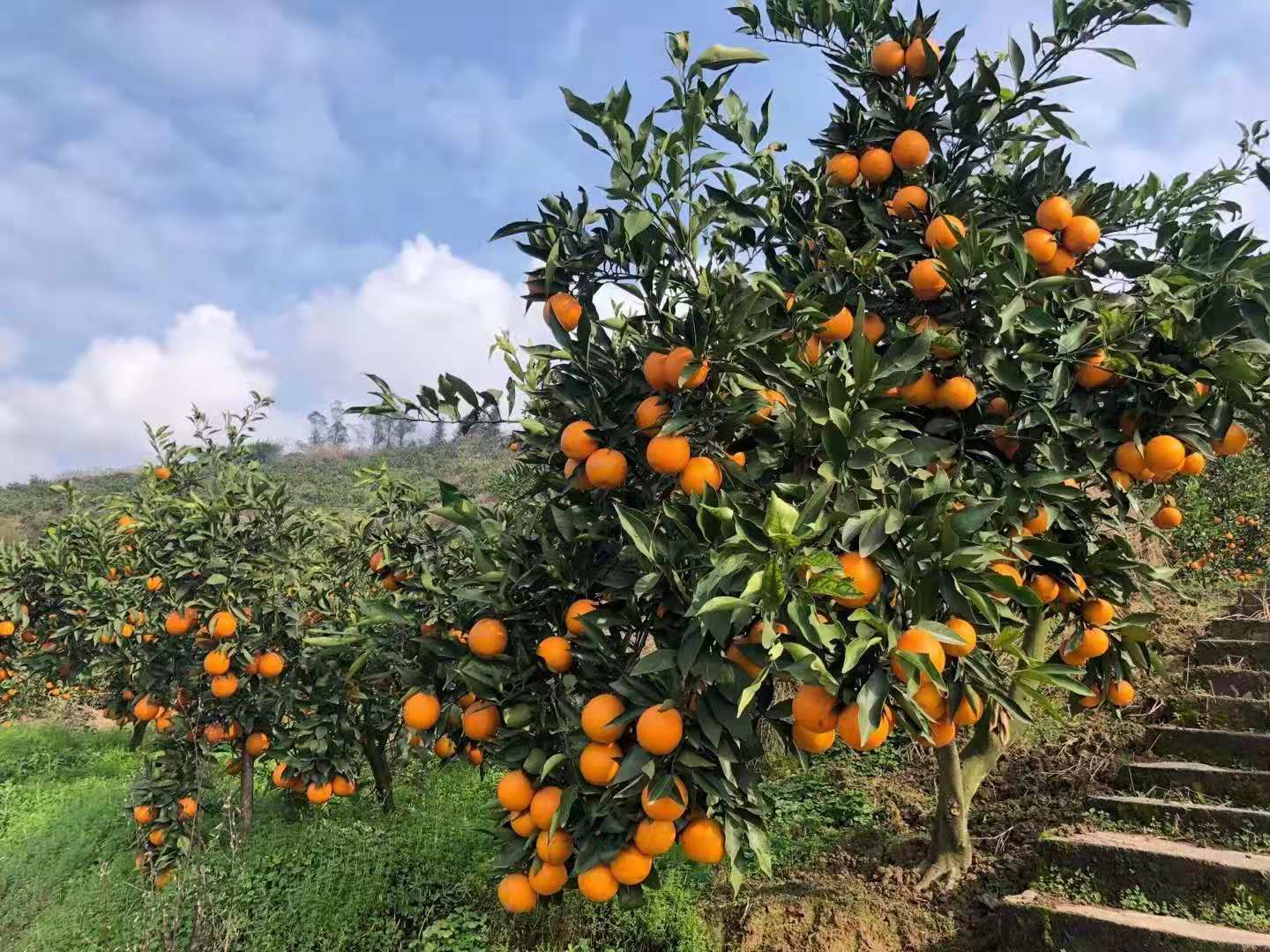 硼肥对果树的重要性你了解吗?