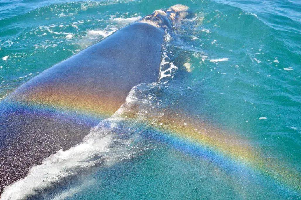 南非近距离出海观鲸,45吨的巨鲸在我面前飞出水面,场面太壮观_宝宝