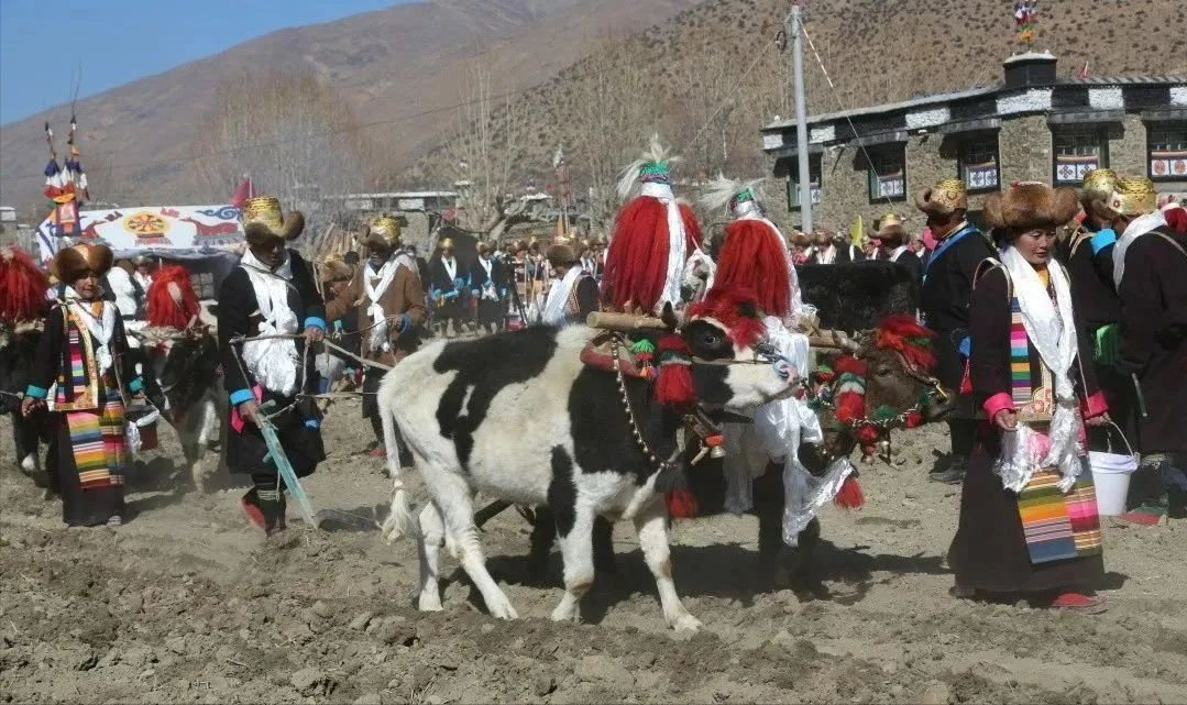 伴着田地间升腾的桑烟,七名姑娘一字排开,手捧切玛盒与青稞酒高声歌唱