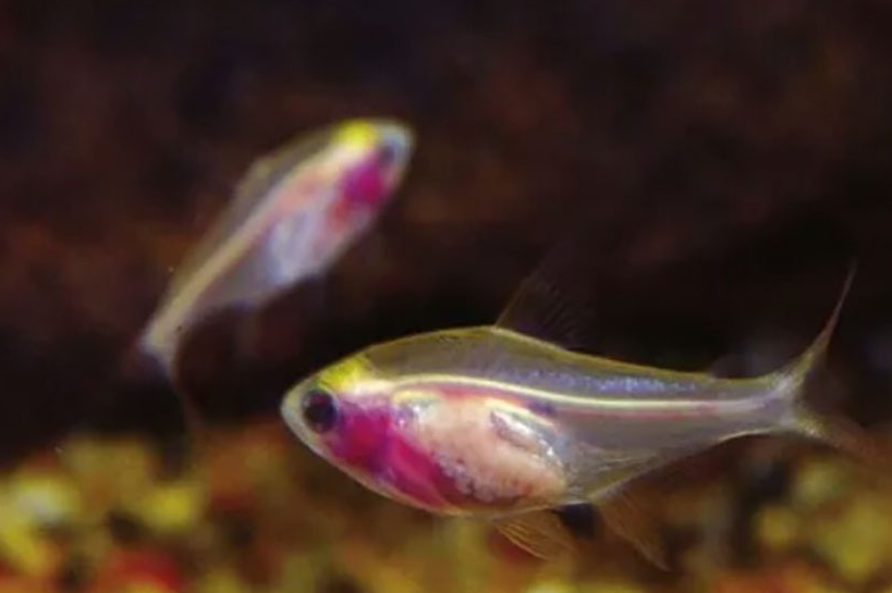 繁殖缸很重要_雄鱼_水质_游动