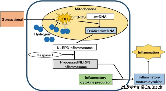 氢气对线粒体保护研究前景_氧化_疾病_功能