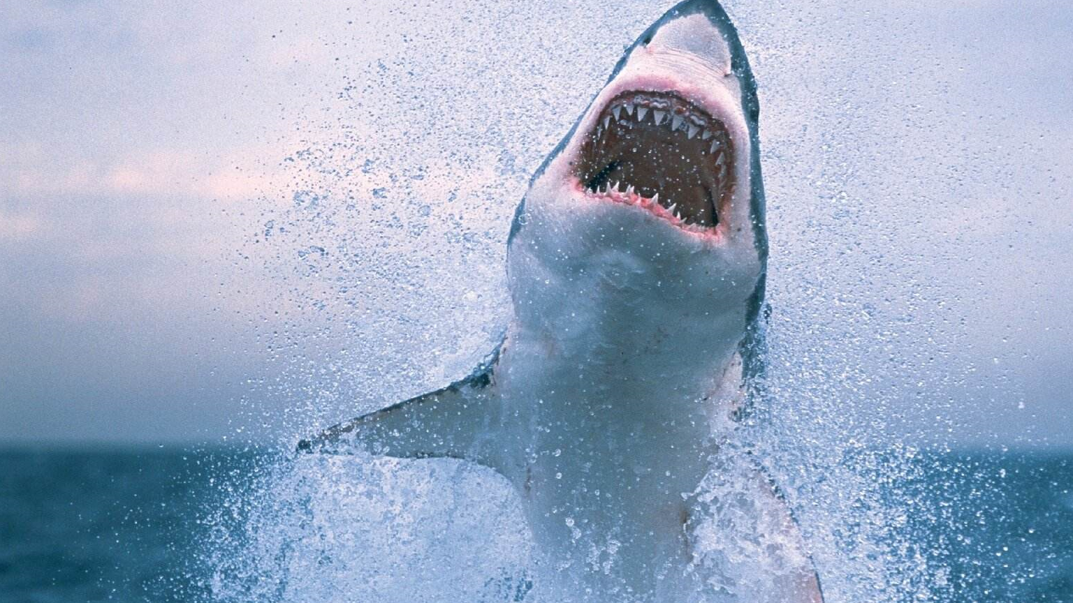 海洋馆里的鲨鱼为什么会和其他鱼类和平共处?_时候_因为_兴趣