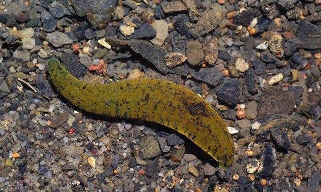 "_禹五_医生_统治