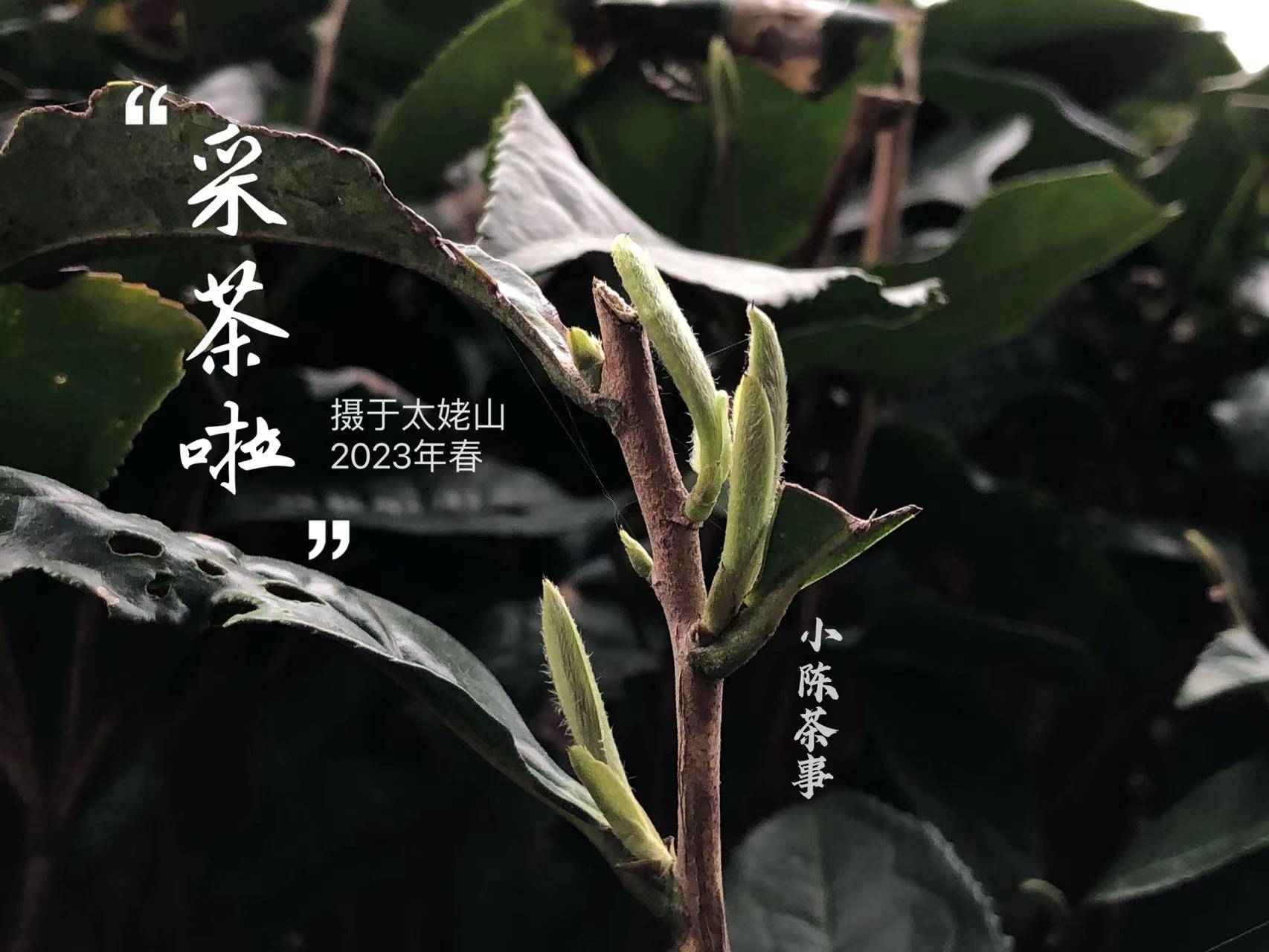 稀少,好喝,营养丰富,春白茶的4大好处,一次性说清楚_银针_白牡丹_茶树