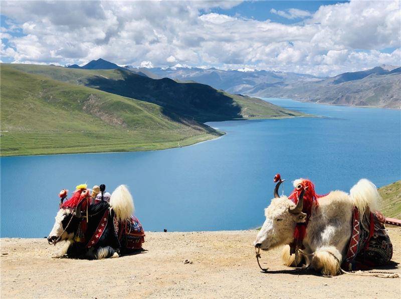 想去西藏的旅行者_【想去西藏的旅行者怎么办】