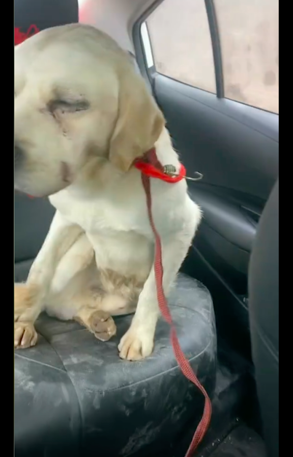 在街上捡拾垃圾吃的拉布拉多,女士救后才得知,身世竟是富二代?