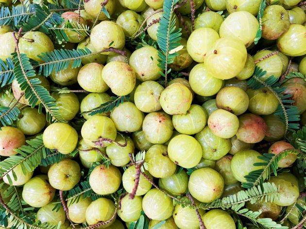 滇橄榄,又名余甘子,其果汁风味独特,营养丰富,具有清热利咽,润肺化痰