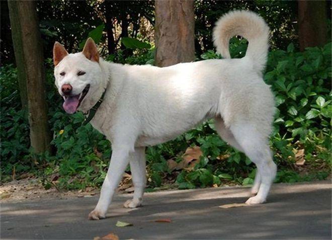 前202年2月28日刘邦称帝_警犬_鲁智深_庄家