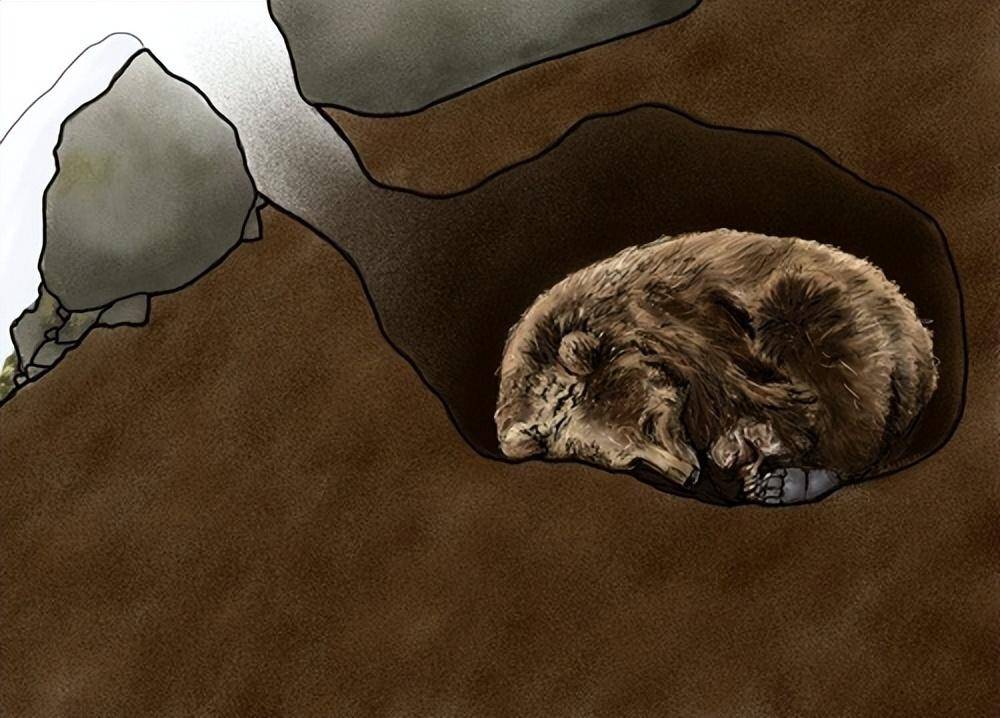 熊是最大的冬眠动物,除了马来熊外,其他的熊属成员都会冬眠