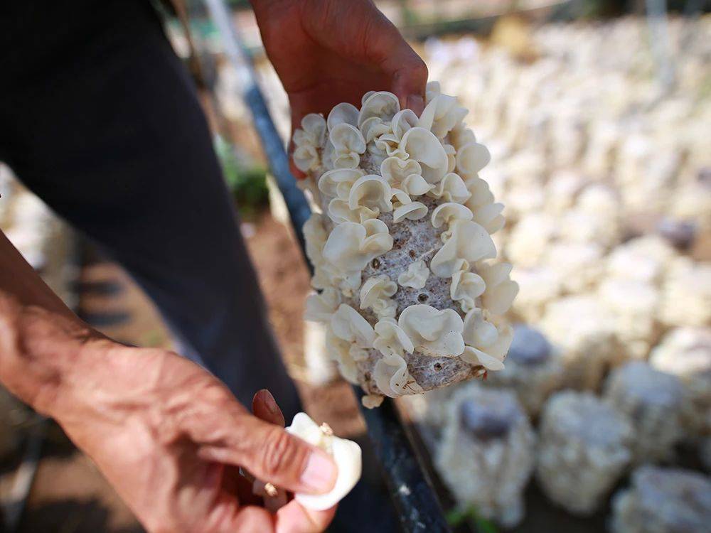 实际上,相关研究结果揭示了白玉木耳不仅因其色泽纯白如玉,质地纯净