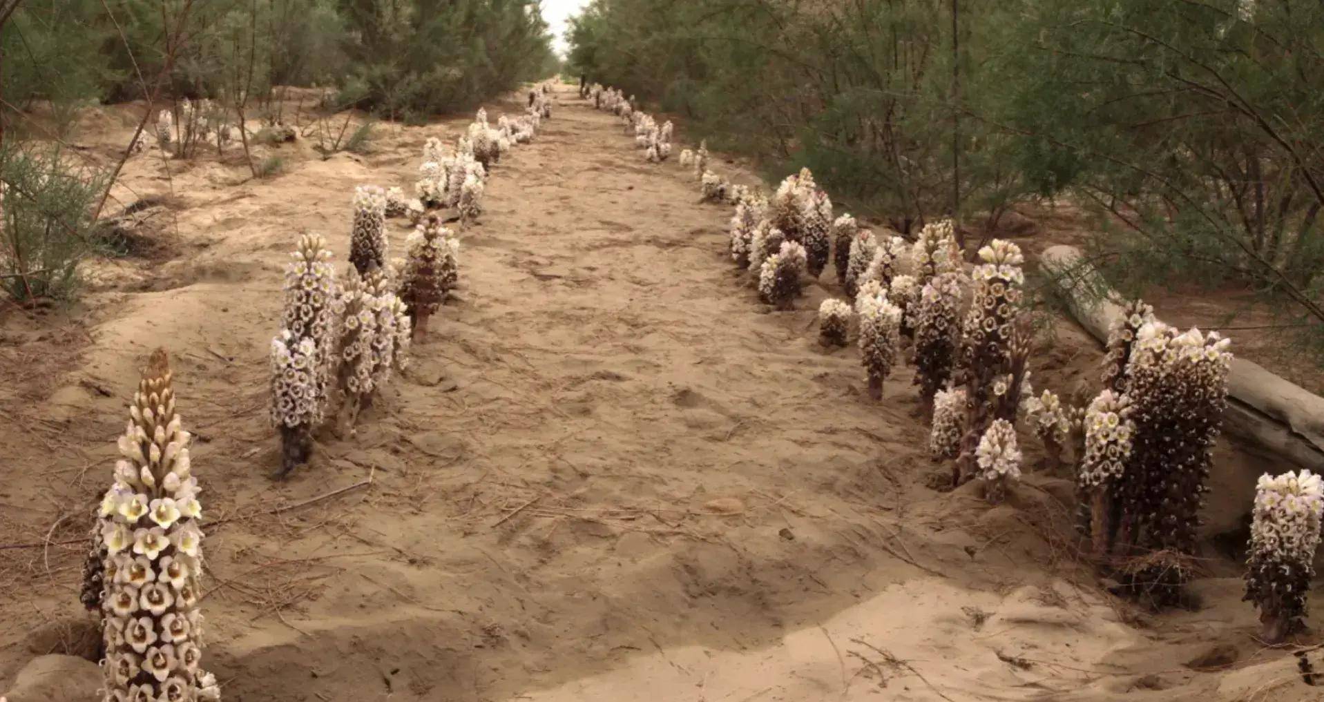 许多人对野生肉苁蓉盗挖盗采,烂采烂挖,让原本就稀缺的肉生草苁蓉急剧