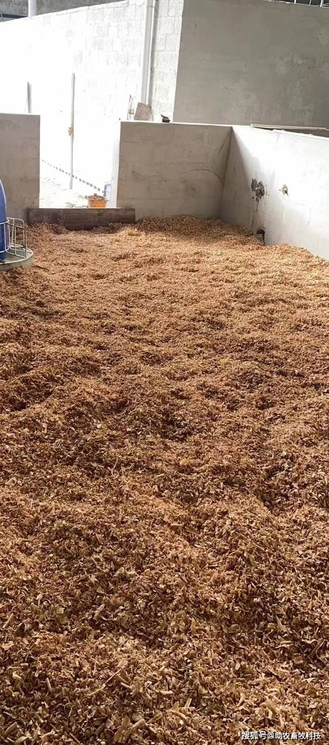 低温季节采用生物发酵床养鸡,不仅保温效果好而且环境不臭省人工_养殖