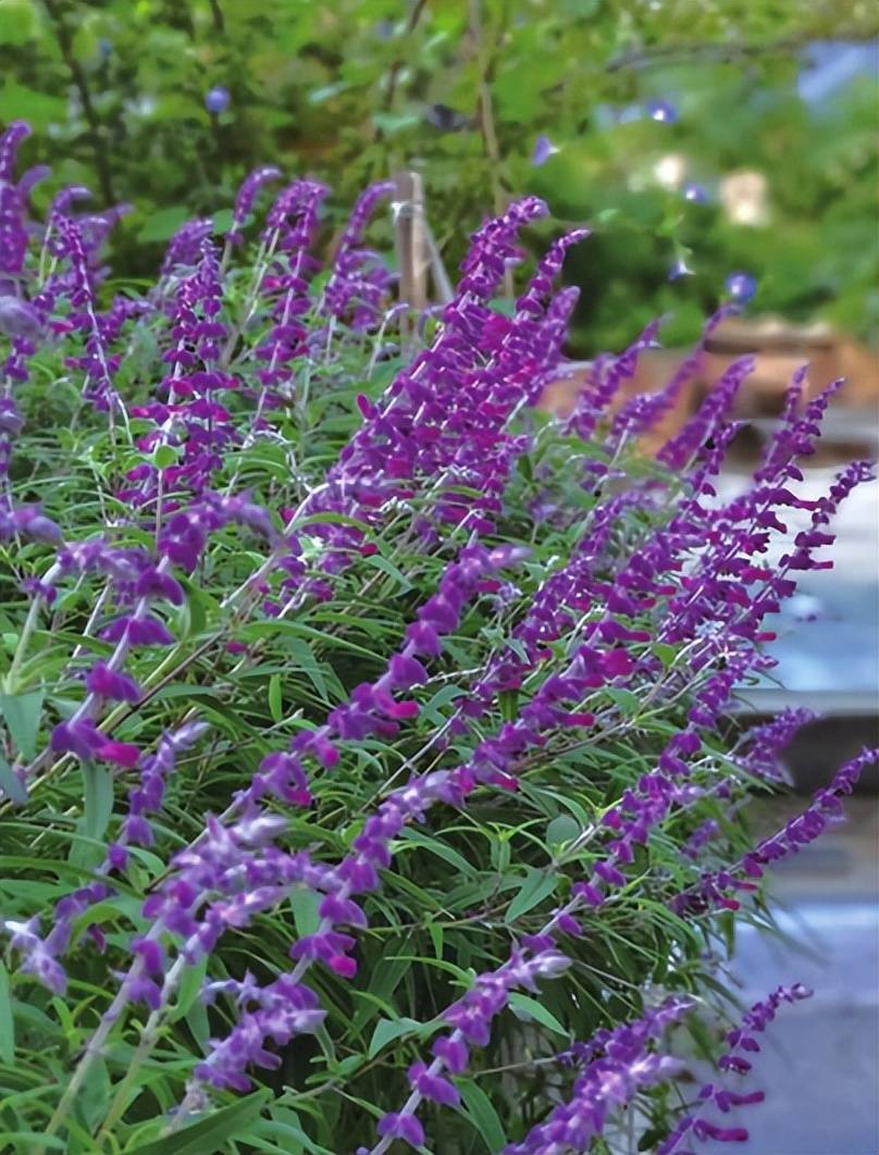 糖果花园糖果小牛_月季_绣球_无尽