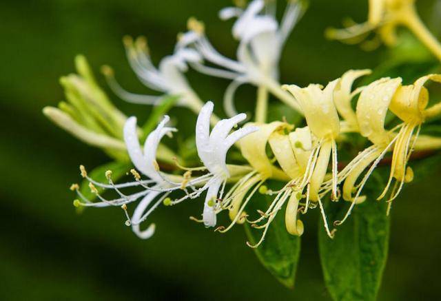 金银花和它是天生一对,坚持喝,肝脏干净了,睡眠质量也好了