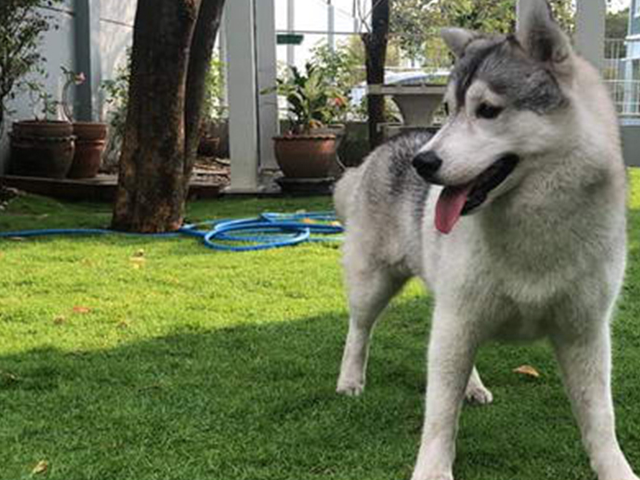 哈士奇绝育后胖成球,主人上网求助,发现多个同款"胖哈"_狗狗_体重_我