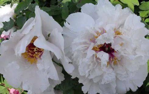 西瓜瓤桃红献媚软玉温香伽蓝丹砂藕丝魁酒醉杨妃金玉交章金星雪浪贵妃