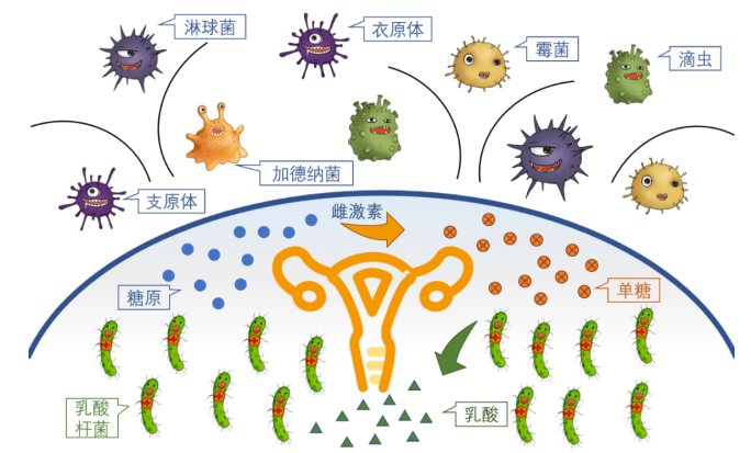 华克维两性霉素b阴道泡腾片帮你