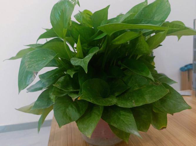 大绿萝和小绿萝在山东花境设计行业中的应用场景都有哪些不同_景观