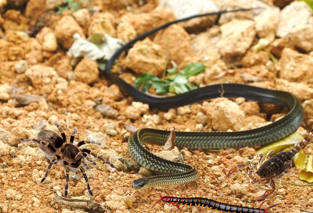 蜈蚣位列五毒之一,让人闻风丧胆,为什么唯独大公鸡不怕它