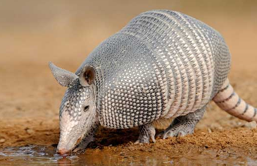 原创犰狳虽然个子小但身穿盔甲有锋利的爪子还携带麻风杆菌