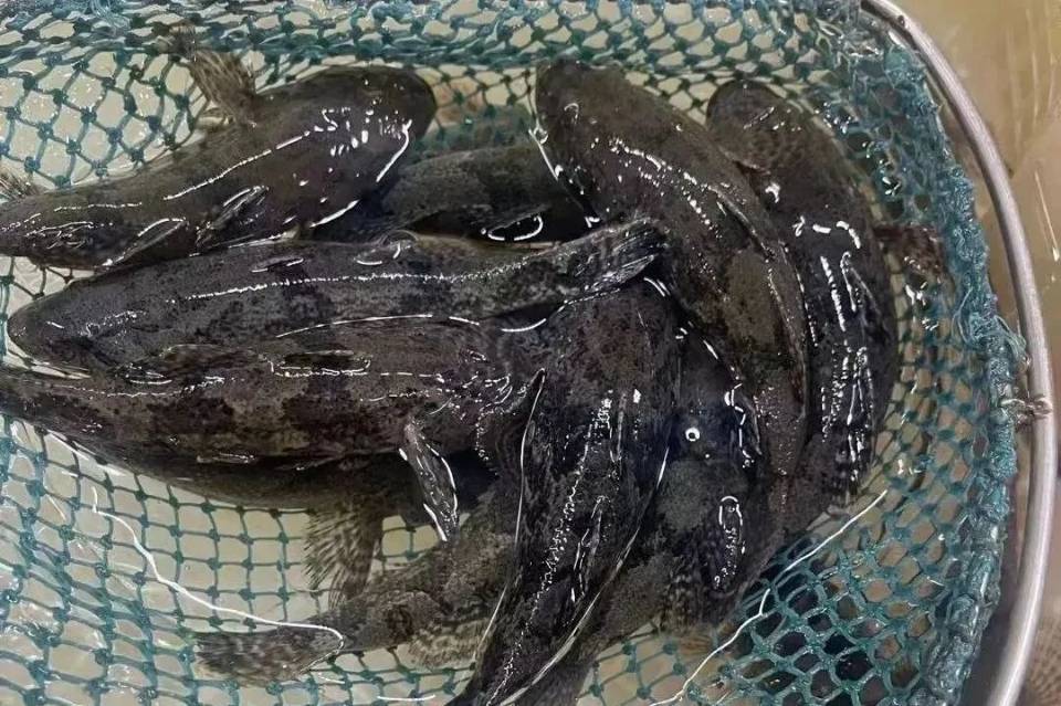 张家港人把塘鳢鱼叫做"土步鱼"因其营养价值高且没有太多的鱼刺非常受