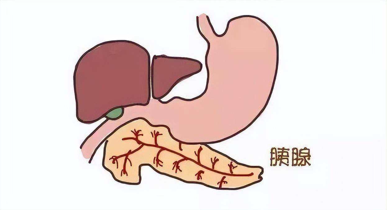 胰腺有什么作用图片