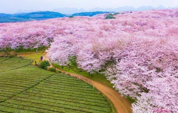 蓝色星球上最美樱花园——贵州安顺平坝樱花园,万亩樱花齐放