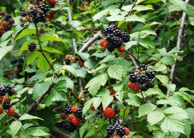 孙思邈留下的一味药,泡水喝,肝,脾,肾同补,还能预防癌症_覆盆子_补益