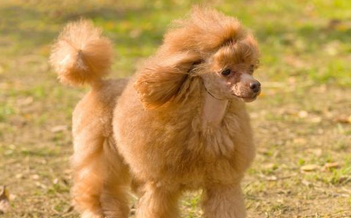 世界十大智商最高的狗狗排名,你家汪排第几?_主人_牧羊犬_杜宾