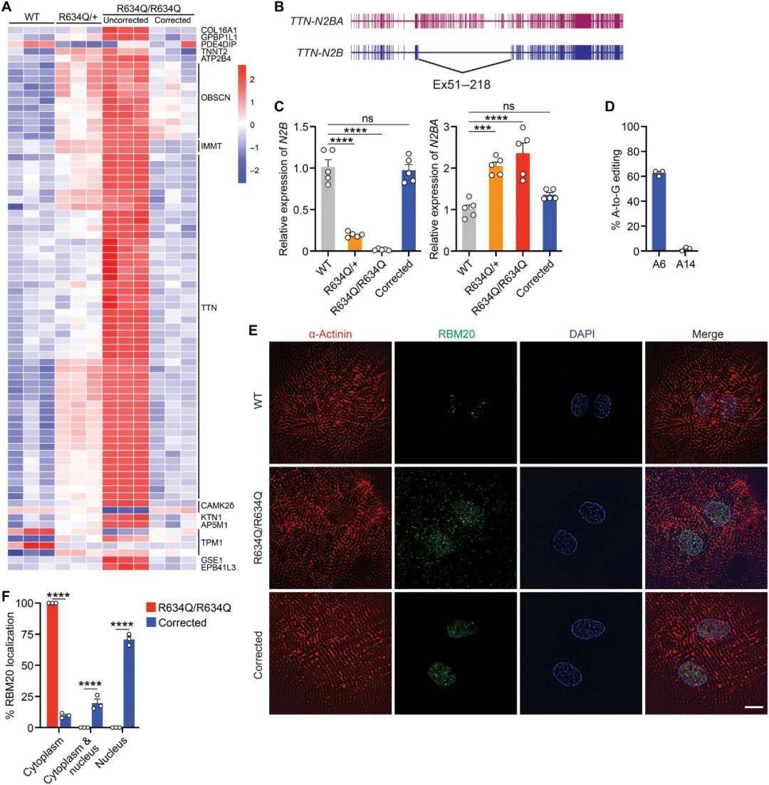 精确编辑rb m20中的致病突变可挽救扩张型心肌病_precise_sgrna_基因