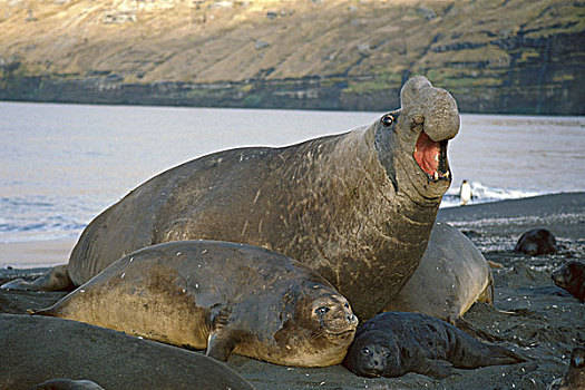 象海豹为求繁殖,要展开激战,胜者拥有百余后宫,却在交配时将配偶压死!