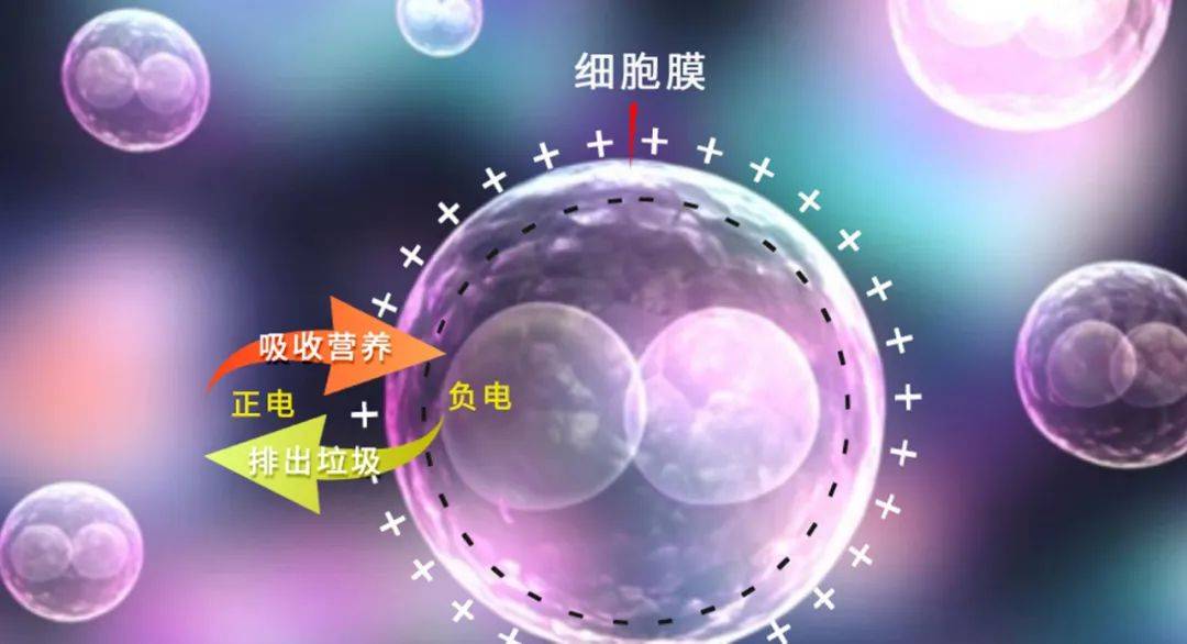 生物电:开启健康之门的"金钥匙"!_细胞_负电_补充