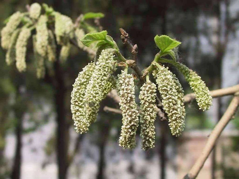 这野菜长得像毛毛虫