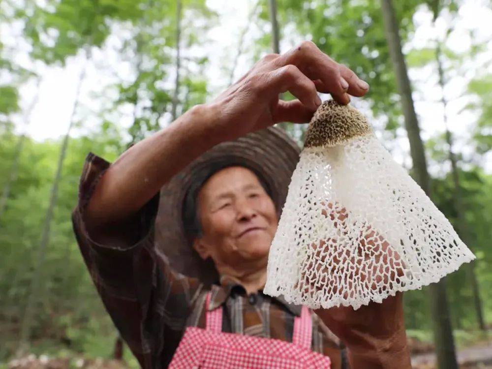 这菌子如今很珍贵,若是竹林遇见了,请赶紧挖回家,那