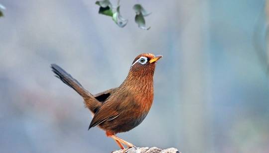 画眉鸟常见的动作和神态_情况_时候_行为