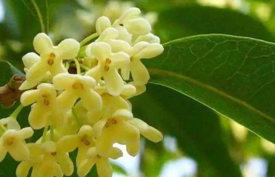 三月栽植一棵桂花树,等待收获秋后"满院飘香"的喜悦_桂和_香味_开花