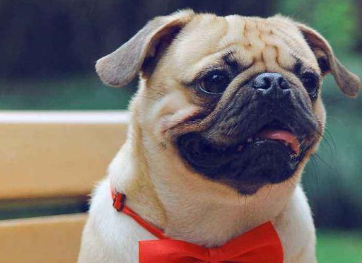 养巴哥犬的人为什么这么多?很简单,就5点!_狗狗_主人_性格