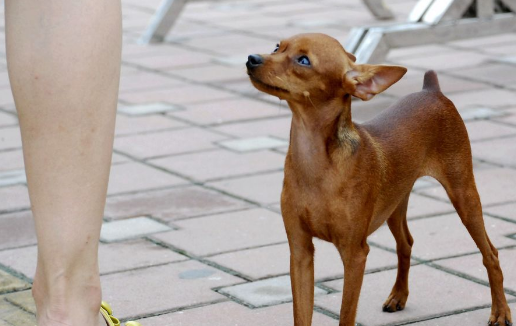小鹿犬有一个特点就是近乎疯狂的吠叫能力,基本上没有什么其他的犬种